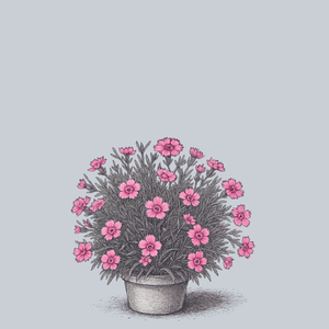 Mountain Frost Pink Twinkle Dianthus