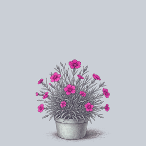 Mountain Frost Rose Bouquet Dianthus