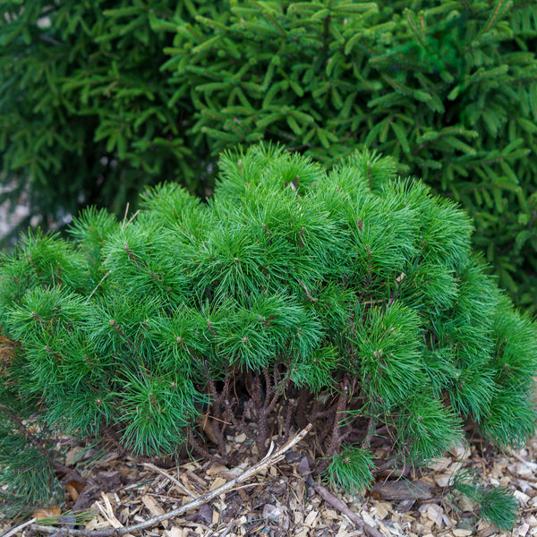 Mountain Pine - Pine - Conifers