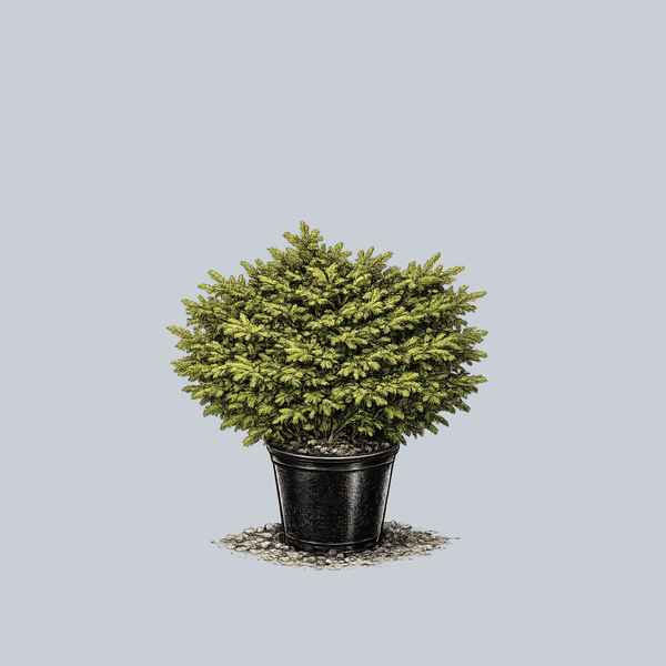 Mount Vernon Oriental Spruce