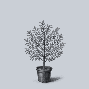 Mount St. Helens Plum