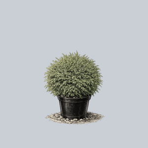 Mr. Bowling Ball Arborvitae