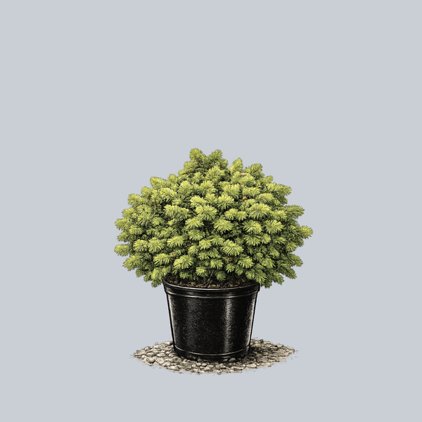 Mrs. Cesarini Colorado Spruce