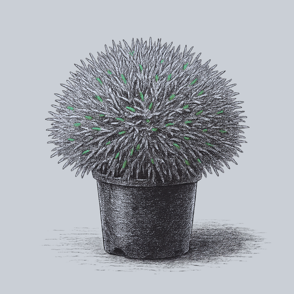 Mr. Bowling Ball Arborvitae