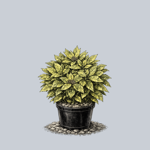 Mr. Goldstrike Aucuba