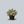 Load image into Gallery viewer, Mucho Gusto Abelia
