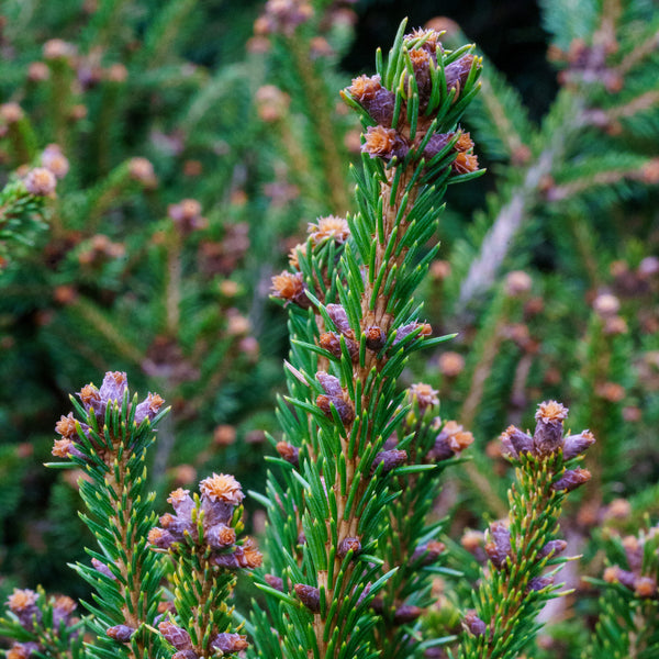 Mucronata Dwarf Norway Spruce - Spruce - Conifers