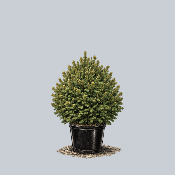 Mucronata Norway Spruce