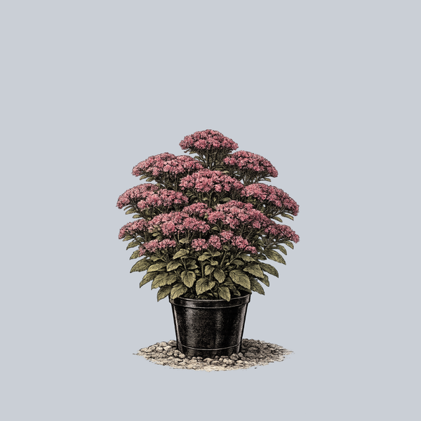 Munstead Dark Red Stonecrop
