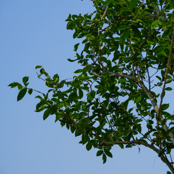 Muskogee Crape Myrtle - Crape Myrtle - Flowering Trees