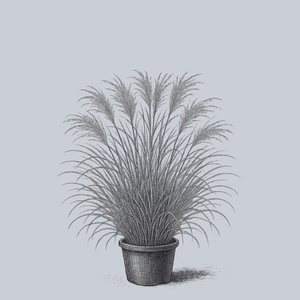 My Fair Maiden Maiden Grass