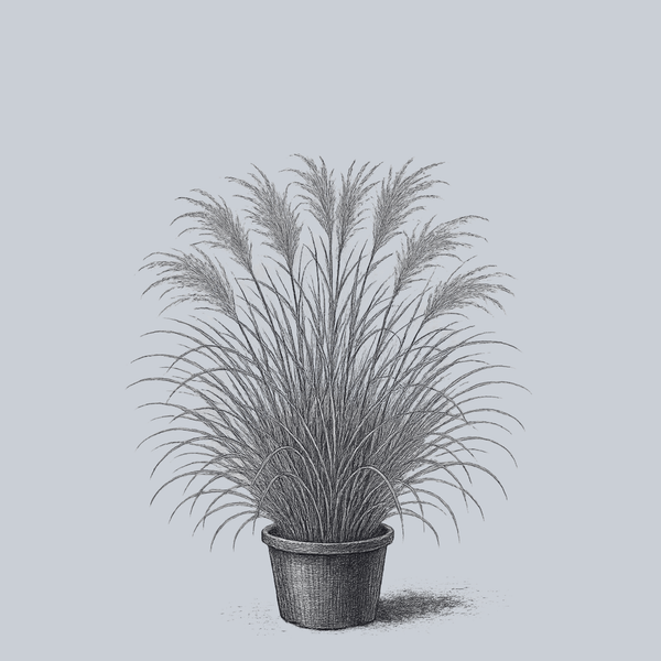 My Fair Maiden Maiden Grass