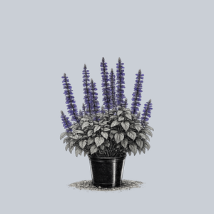 Mystic Spires Blue Sage