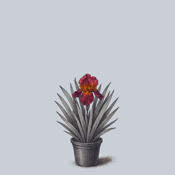 My Friend Jonathan Bearded Iris