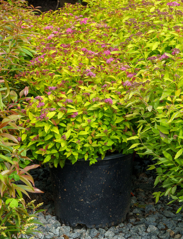 monstera magic plant pink Magic Carpet Spirea – Plant Detectives