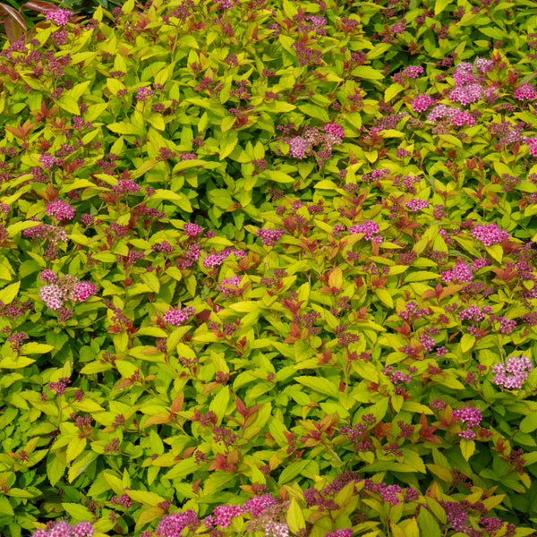 Magic Carpet Spirea