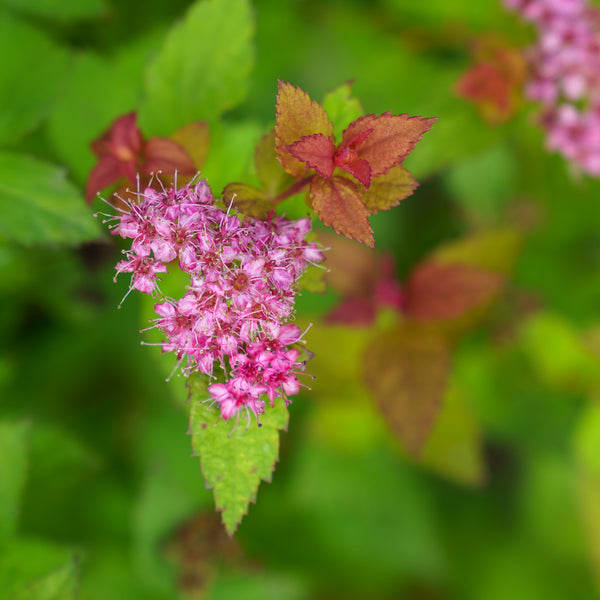monstera magic plant pink Magic Carpet Spirea – Plant Detectives