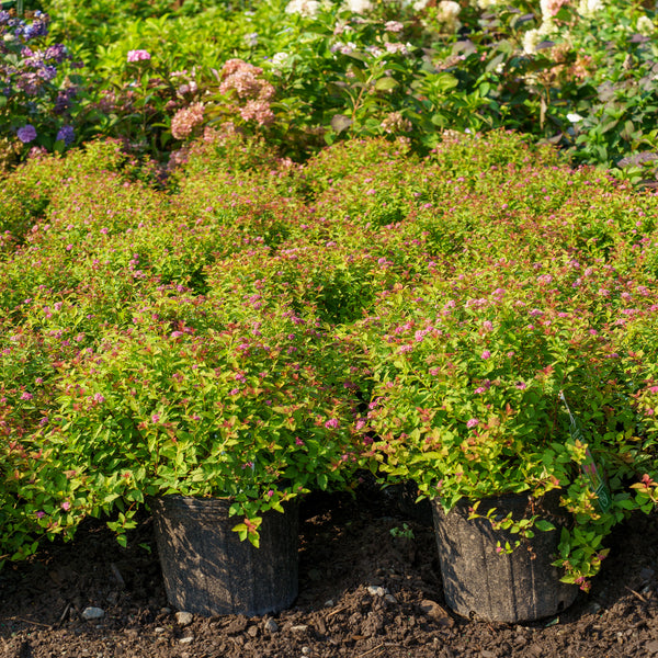 Magic Carpet Spirea