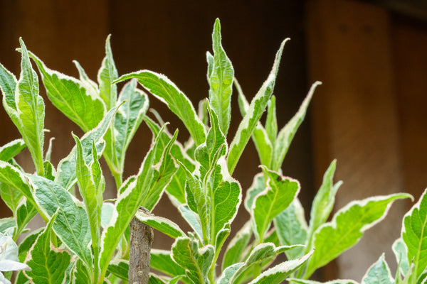 Magical Fantasy Weigela - Weigela - Shrubs