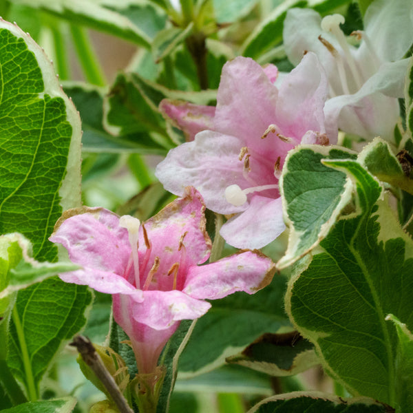 Magical Fantasy Weigela - Weigela - Shrubs