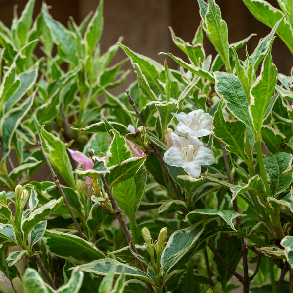 Magical Fantasy Weigela - Weigela - Shrubs