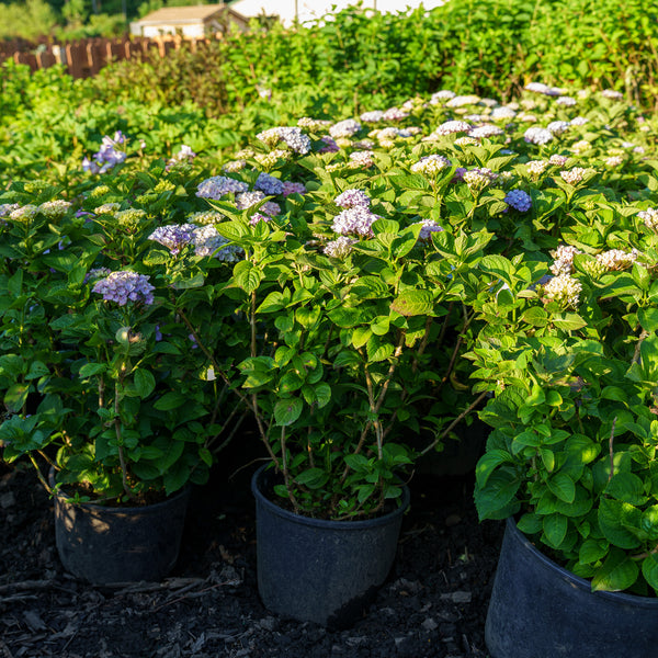 Magical Revolution Hydrangea