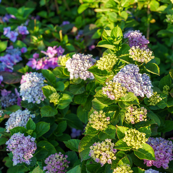 Magical Revolution Hydrangea