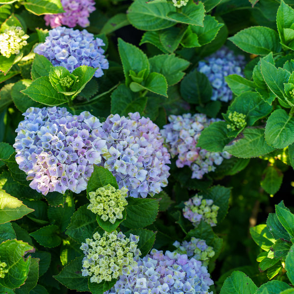 Magical Revolution Hydrangea