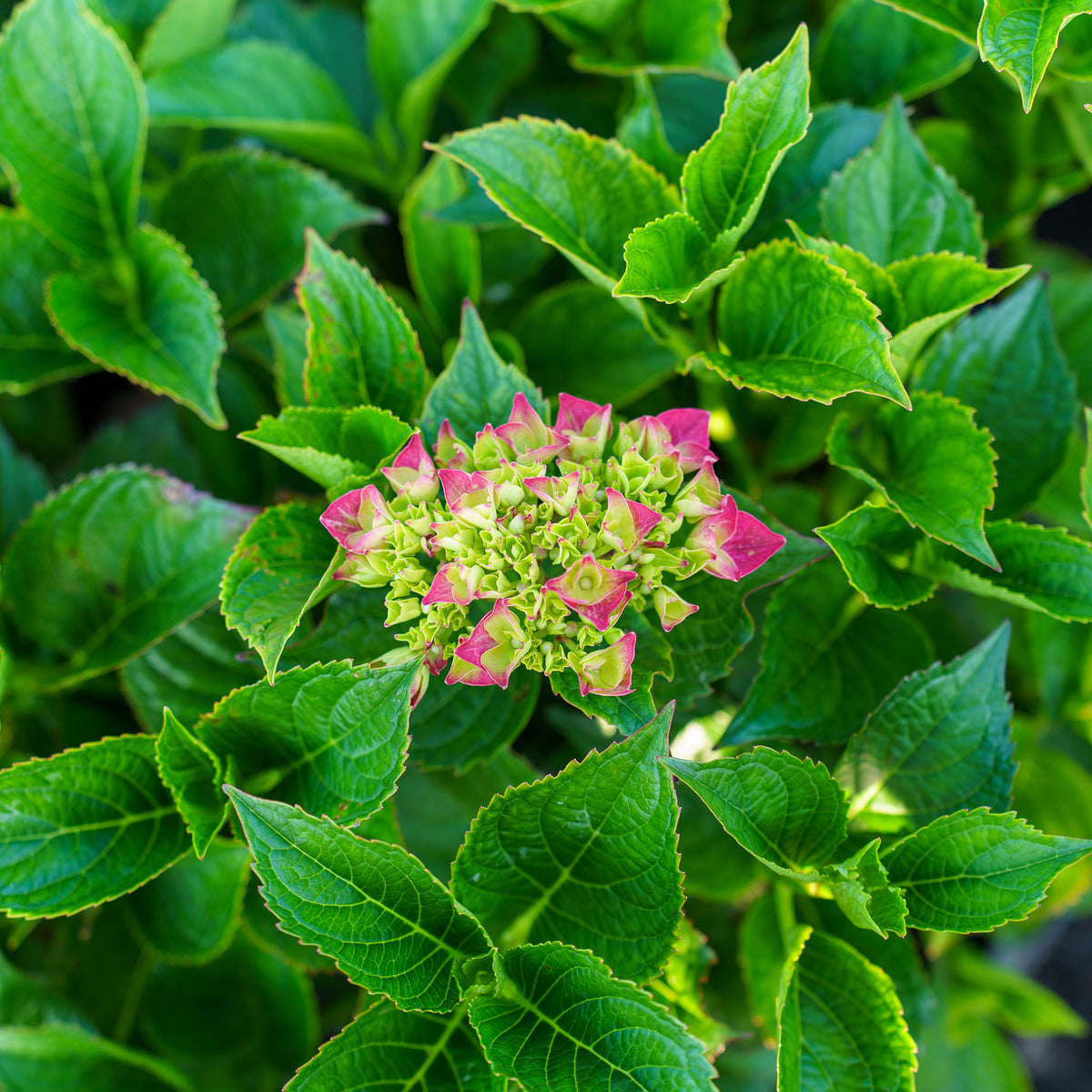 Magical Ruby Red Bigleaf Hydrangea – Plant Detectives