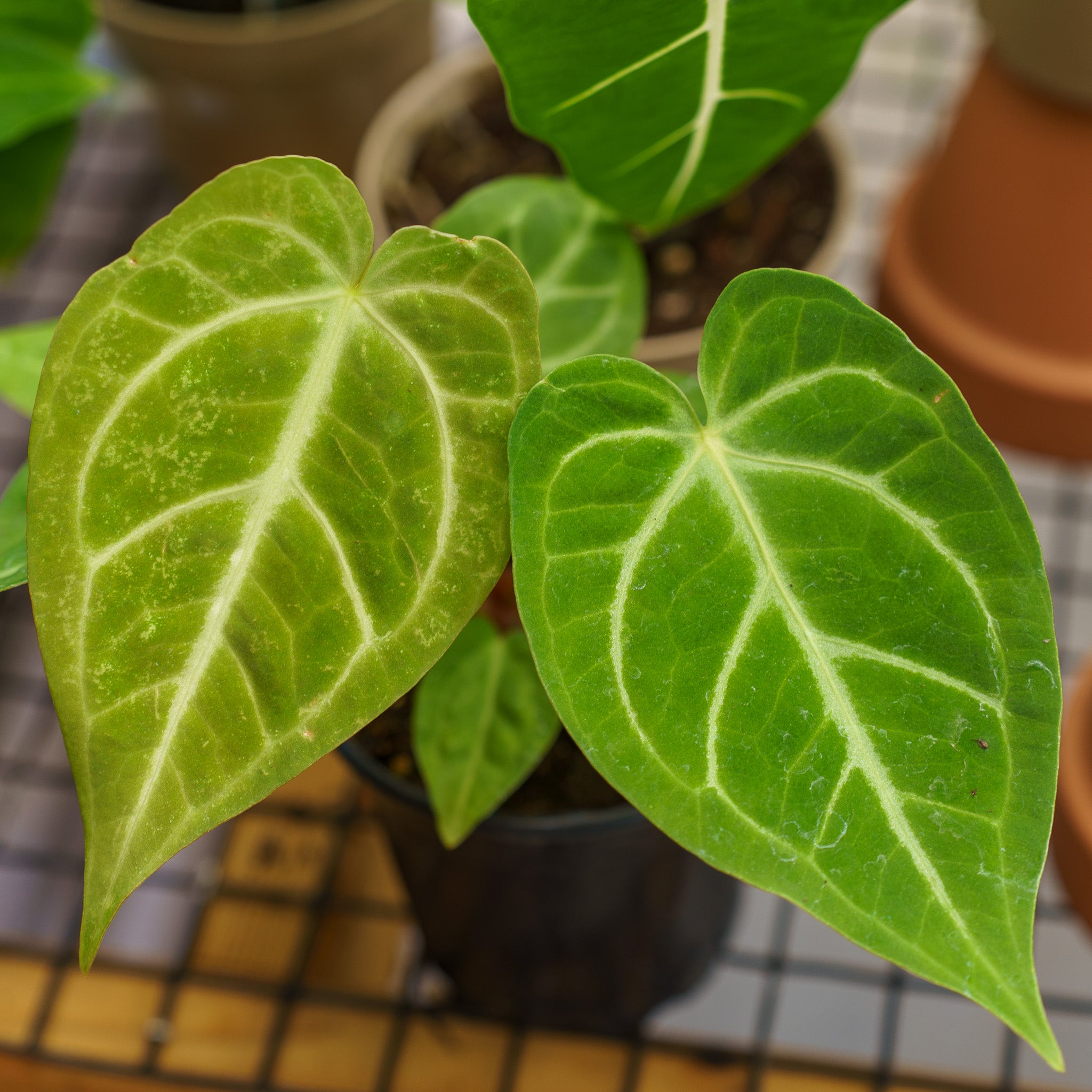 Magnificum Anthurium – Plant Detectives