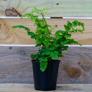 Maidenhair Fern - Ferns Houseplant Ferns - Houseplants