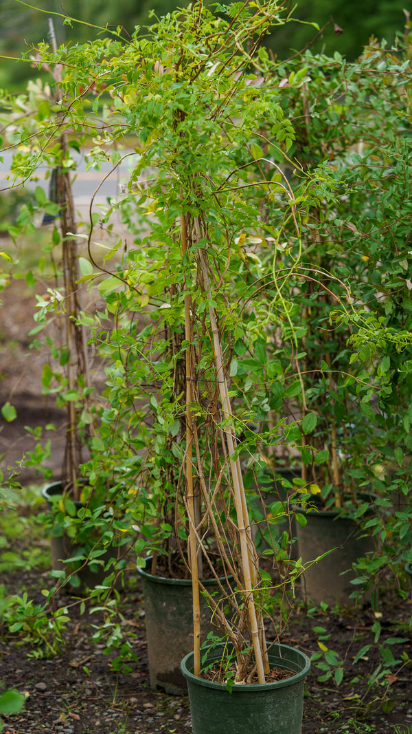 Major Wheeler Honeysuckle