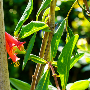 Major Wheeler Honeysuckle - Honeysuckle - Shrubs