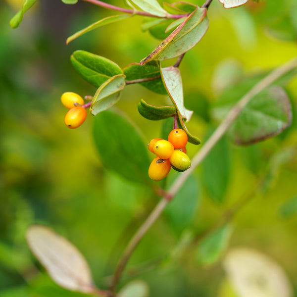 Major Wheeler Honeysuckle