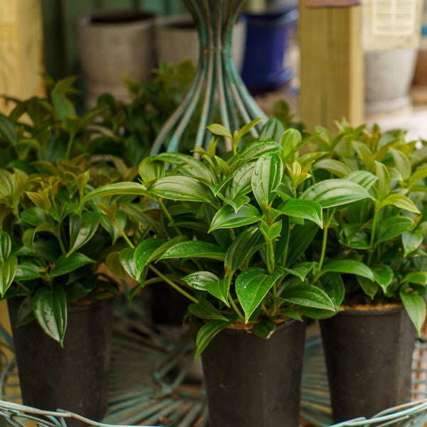 malaysian indoor plants Malaysian Orchid – Plant Detectives