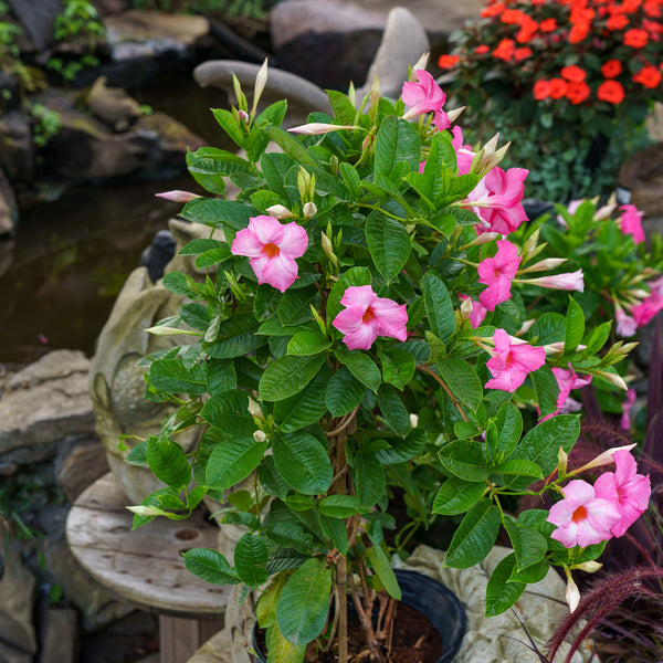 Mandevilla Trellis