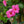 Load image into Gallery viewer, Mandevilla/Dipladenia Trellis
