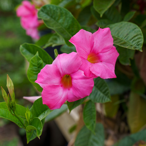 Mandevilla/Dipladenia Trellis