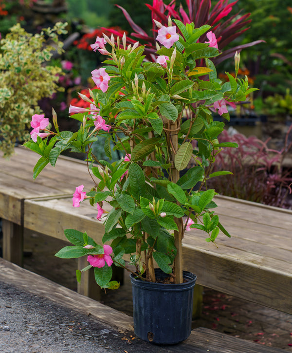 Mandevilla/Dipladenia Trellis