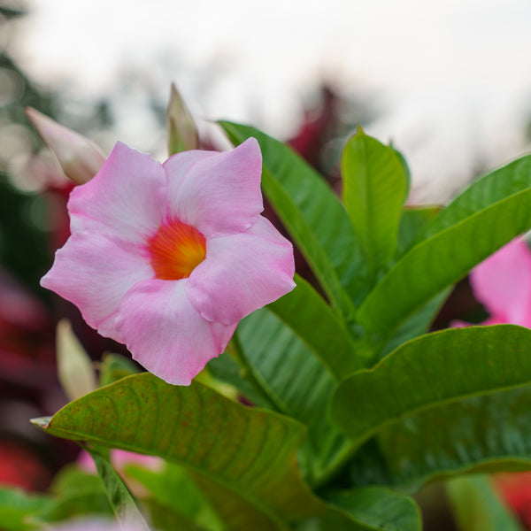 Mandevilla/Dipladenia Trellis