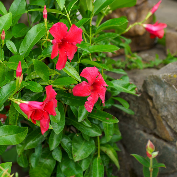 Deep Red Mandevilla