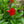 Load image into Gallery viewer, Assorted Mandevilla
