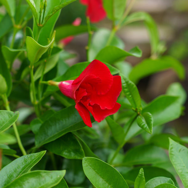 Deep Red Mandevilla