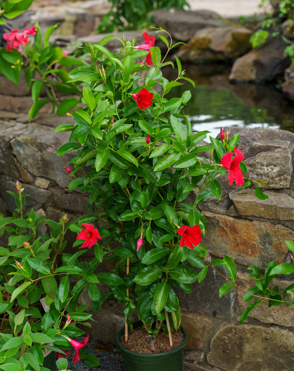 Deep Red Mandevilla