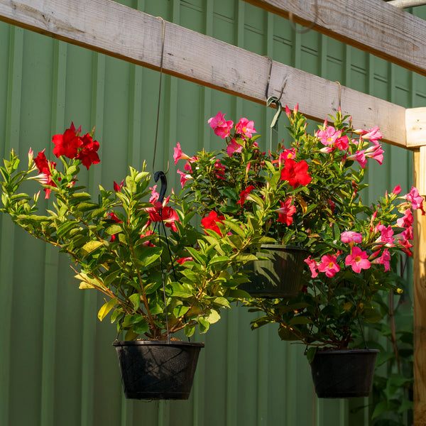 Assorted Mandevilla