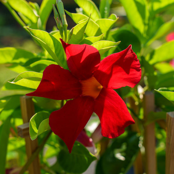 Mandevilla Trellis