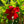 Load image into Gallery viewer, Sun Crimson Mandevilla
