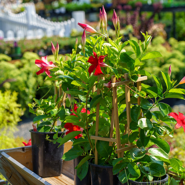 Sun Crimson Mandevilla