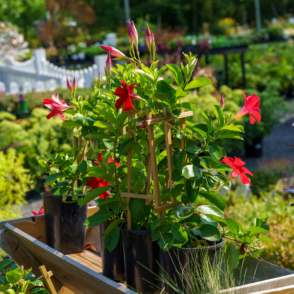 Mandevilla Trellis