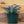 Load image into Gallery viewer, Silver Fox Mangave
